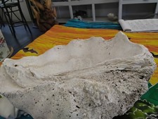 Giant Clam Shell ~ 17