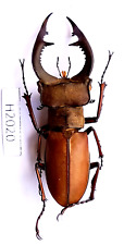HU02020**Insect*Lucanidae:Lucanus Formosus Viet Nam.50mm. picture