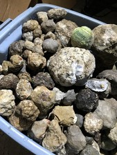5lb Lot of Geodes from Keokuk Iowa Cleaned of Mississippi Mud-Unopened Nodules picture