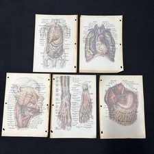 Vintage 1959 Lot Of Medical/Anatomy Illustrations/Art with Overlays by W. Brudon picture
