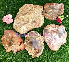 Wholesale Lot 4-7 Pcs Natural Petrified Wood Polished Slab Crystal 3.8-4lbs picture