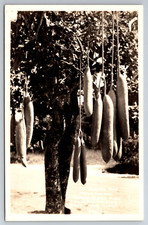 Postcard Vintage FL Miami Real Photo Sausage Tree RPPC ~9835 picture