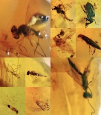 10 x Pieces Burmese Amber With Insect 100 Million Years Old Burmite picture