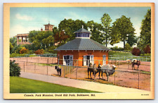 Baltimore MD-Maryland, Druid Hill Park, Park Mansion, Camels, Vintage Postcard picture