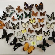 Real Butterfly Specimens Random Mix Pack 20 Pcs Spread Wings Insect Collection picture