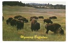 WY Postcard Wyoming Buffalo picture